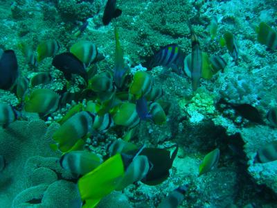 また台風に会う旅？！ in 沖縄（海の中編　その2）