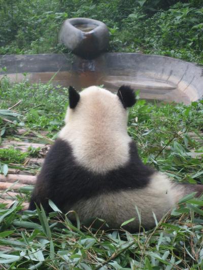 パンダ・楽山大仏・麻婆豆腐