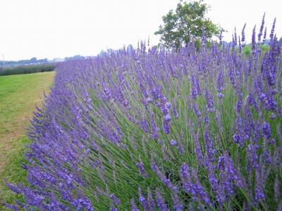 菖蒲町のラベンダー