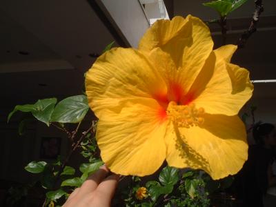 やっぱハワイでしょっ♪