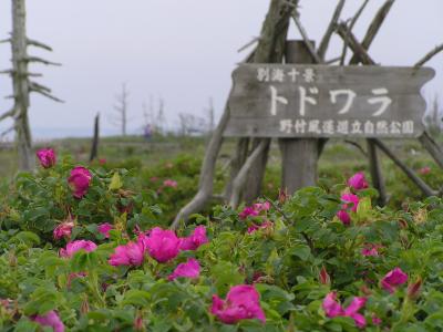花と北海シマエビを楽しむ：野付半島、尾岱沼