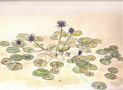 睡蓮---モネに寄せて