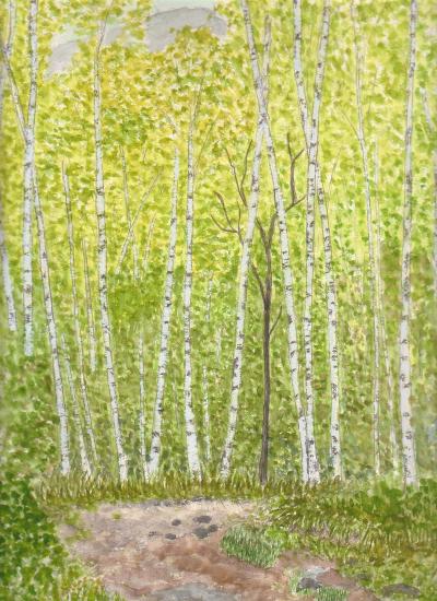 秋神白樺原生林
