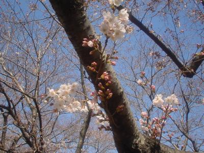 密かなお花見のメッカ？　～幸手市・権現堂堤～