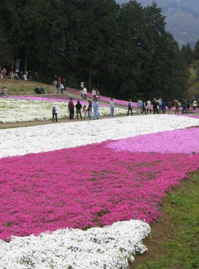 羊山公園の芝桜 と　越生 やまぶきの里　