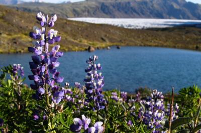 アイスランド旅行?＜花＆鳥＞