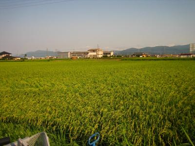 田舎の夏の風景