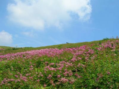 伊吹山の花畑