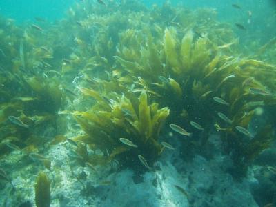 今年初、北海道ダイブ
