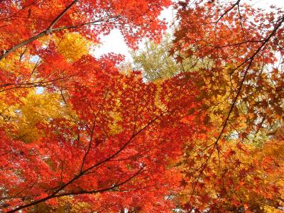 京都・奈良　紅葉散策♪