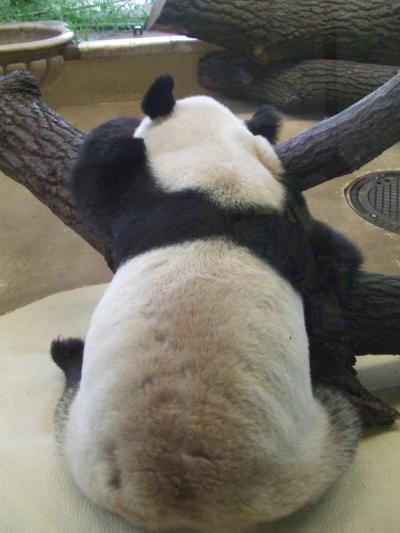 東欧の夏?～ウィーン（シェーンブルン動物園）編