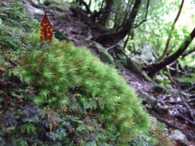 念願の屋久島?～もののけの森とウミガメの子供