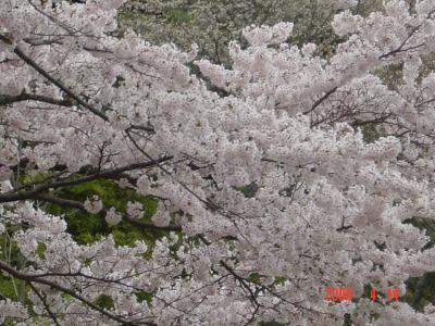 一目千本　吉野の桜