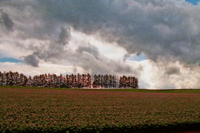 嬉し恥ずかし北海道！？