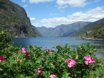 北欧記　No.２　ノルウェー＆デンマークの旅～ベルゲン編～