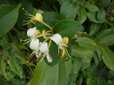 麻塘の夏の花(06年６月)