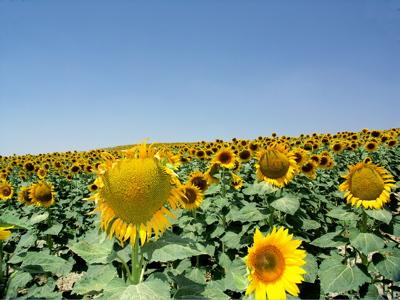 アンダルシアの旅 (8～9日目)