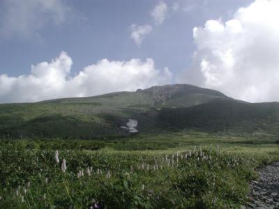 白山登山と白川郷・高山の旅?・・・・・白山に咲く花編