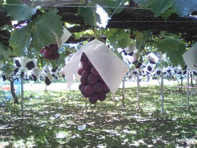 バスツアーでぶどう狩り