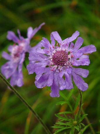 “なんちゃって”新婚旅行?～八方池トレッキング～
