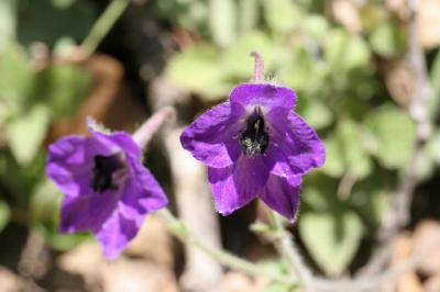 ネパール＆ブータン　5　(パロ、タクツァン寺院)