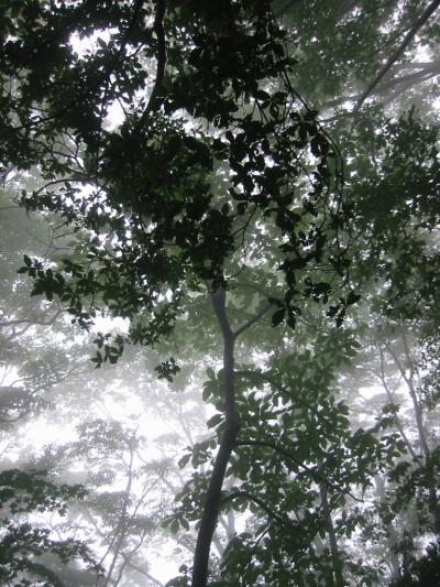 霧雨ハイキング