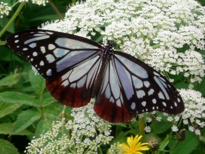 自然満喫!!!安曇野~栂池高原
