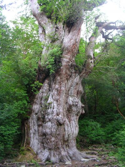 屋久島満喫旅行の巻