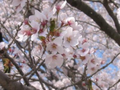 桜の季節のオススメは