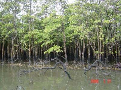 西表島のマングローブの林