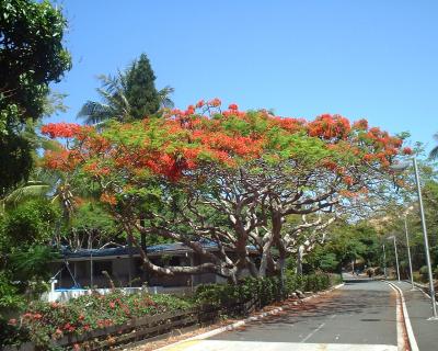 ２００２年１２月ニューカレドニア（天国に一番近い島）