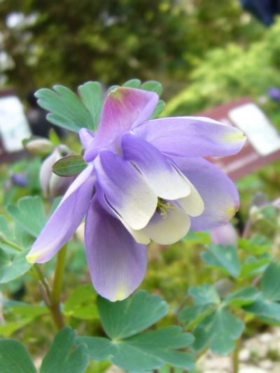 忘れいた箱根旅行５月