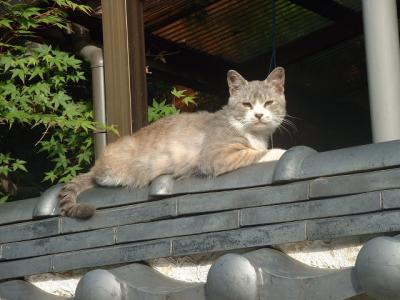 日本の猫−三重・松坂編