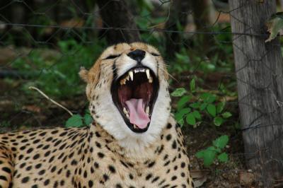 The Otjitotongwe Cheetah Conservation Park