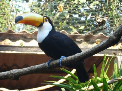 プエルト・イグアス到着