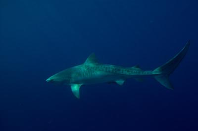サメを追っかけて　南アフリカへ　ダイビング