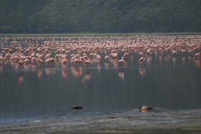 Lake Nakuru（夕方）