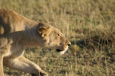 Masai Mara National Reserve (5)