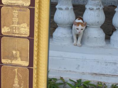 世界の猫−タイ・アユタヤ