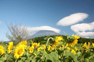 向日葵とススキと富士山