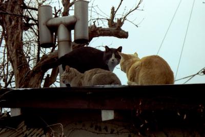 日本の猫−甲府