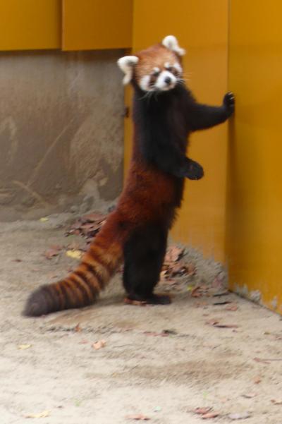 風太くんを見よう！千葉市動物公園