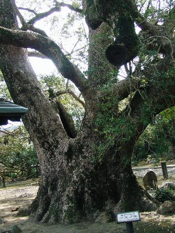 諫早公園へ大楠見物へ。