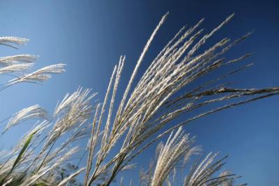 ススキを見てきました