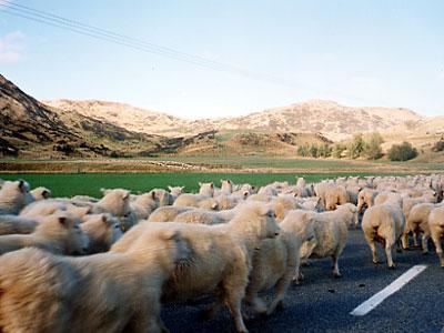 新西蘭(ニュージーランド)