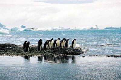 砕氷豪華客船とペンギンの新婚旅行（南極）