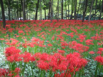 彼岸花さいた 巾着田~川越