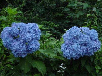 何故また？９月の紫陽花