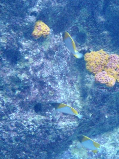 初の沖縄1人旅☆-(ノ゚Д゚)八(゚Д゚ )ノイエーイ