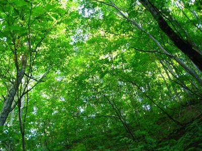 白神山地へ行ってきました。